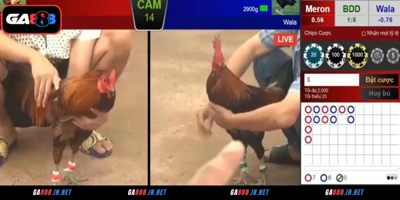 Đá Gà CPC2 Tại GA888 – Sân Chơi Của Những Chiến Kê Huyền Thoại 4 Các hình thức đá gà CPC2 rực lửa tại GA888