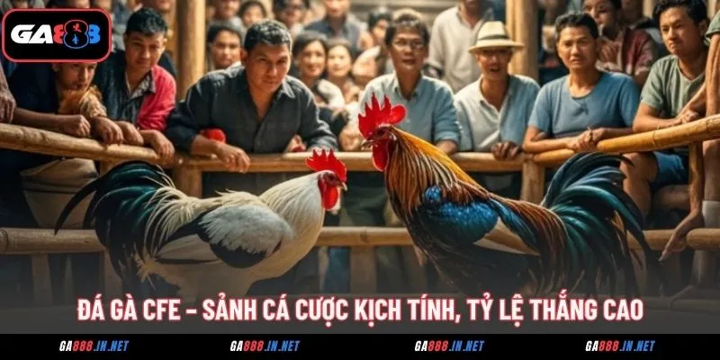 Đá Gà CFE – Sảnh Cá Cược Kịch Tính, Tỷ Lệ Thắng Cao 2 da ga cfe sanh ca cuoc kich tinh ty le thang cao
