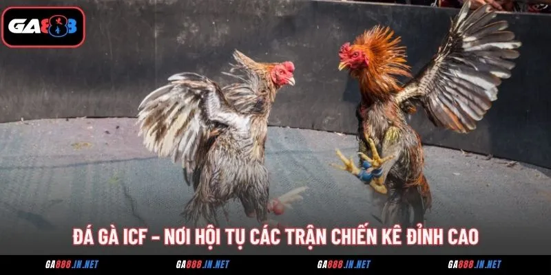Đá Gà ICF – Nơi Hội Tụ Các Trận Chiến Kê Đỉnh Cao 1 da ga icf noi hoi tu cac tran chien ke dinh cao