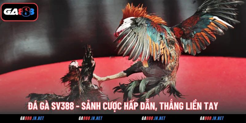 Đá gà SV388 - Sảnh Cược Hấp Dẫn, Thắng Lớn Liền Tay 7 Đá gà SV388