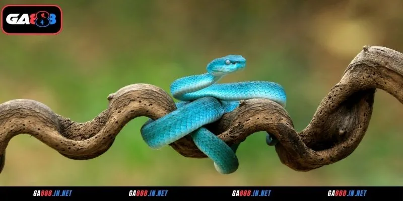 Mơ Thấy Rắn Là Điềm Gì? Giải Thích Điềm Báo Và Con Số Đi Kèm 4 Giấc mơ thấy rắn còn là thông điệp từ tiềm thức