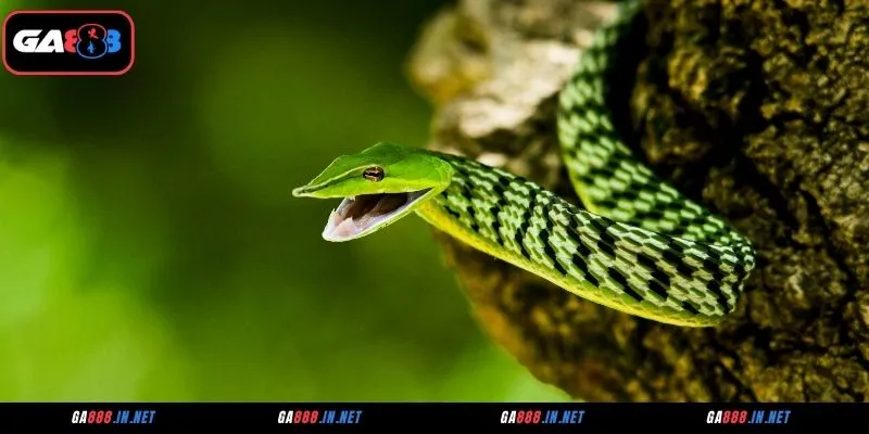 Mơ Thấy Rắn Là Điềm Gì? Giải Thích Điềm Báo Và Con Số Đi Kèm 3 Giải mã chi tiết các điềm báo mơ thấy rắn thường gặp