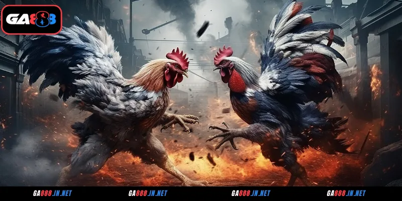 Đá Gà CPC2 Tại GA888 – Sân Chơi Của Những Chiến Kê Huyền Thoại 2 Giới thiệu đá gà CPC2