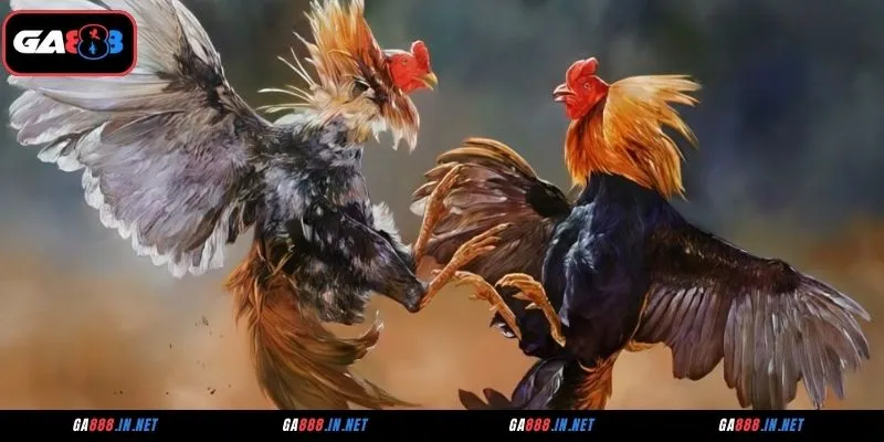 Lý do sảnh đá gà CFE được người chơi ưa chuộng tại GA888