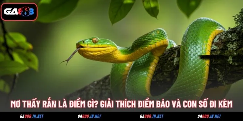 Mơ Thấy Rắn Là Điềm Gì? Giải Thích Điềm Báo Và Con Số Đi Kèm 1 mo thay ran la diem gi giai thich diem bao va con so di kem