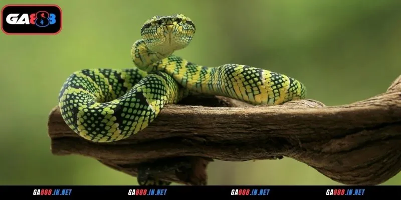 Mơ Thấy Rắn Là Điềm Gì? Giải Thích Điềm Báo Và Con Số Đi Kèm 2 Tổng quan về giấc mơ thấy rắn