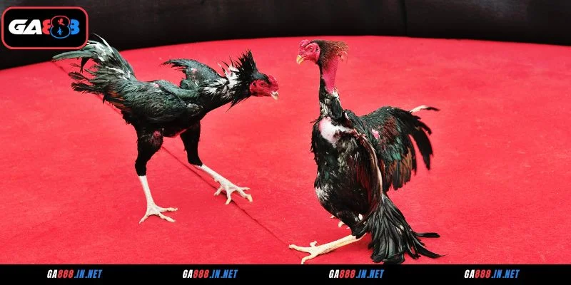 Ưu điểm nổi bật của đá gà GA28 tại GA888
